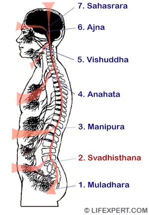 svadhishthana second chakra location, where is it located