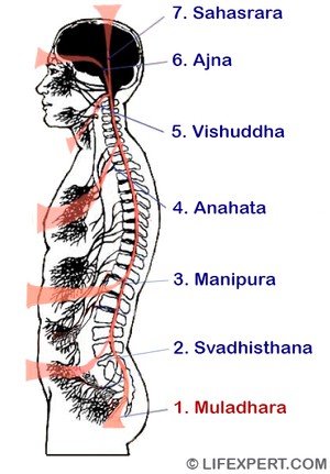 Location of muladhara chakra (root)