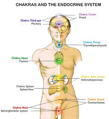 Correspondence between human chakra locations and endocrine system glands